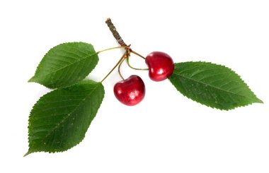 Beyaz arka plan önünde taze kiraz