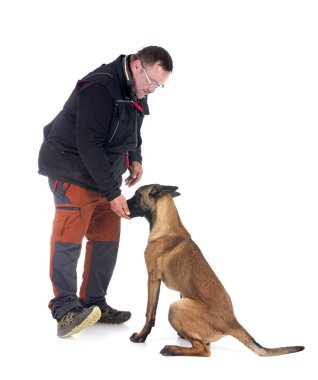 Genç Belçikalı çoban ve sahibi beyaz arka planda.