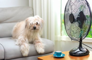 Pireneli çoban evinin arka planında