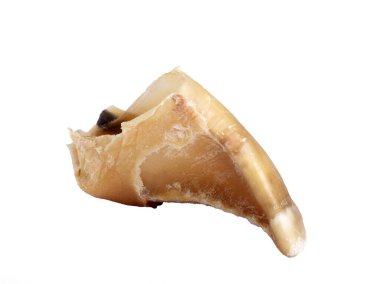 Beyaz arka plandaki köpek için tatlı