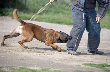 Genç Belçikalı çoban köpeği doğada güvenlik eğitimi alıyor.