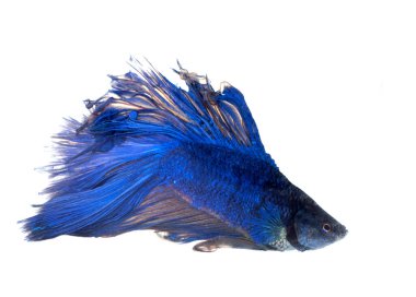 Beyaz arka plan önünde Siyam mücadele balık