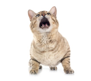 Bengal kedisi beyaz arka planda