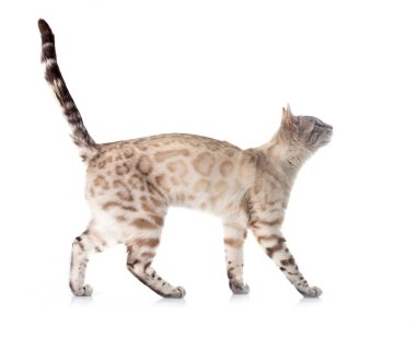 Bengal kedisi beyaz arka planda