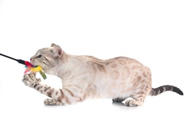 Bengal kedisi beyaz arka planda