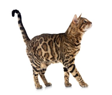 Bengal kedisi beyaz arka planda