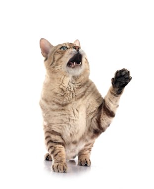 Bengal kedisi beyaz arka planda