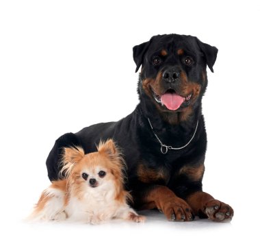 safkan rottweiler ve beyaz arka plan önünde chihuahua