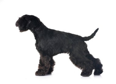 Beyaz arkaplan önünde siyah minyatür schnauzer