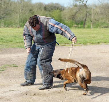 Genç Belçikalı çoban köpeği doğada güvenlik eğitimi alıyor.