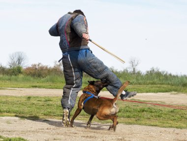 Genç Belçikalı çoban köpeği doğada güvenlik eğitimi alıyor.