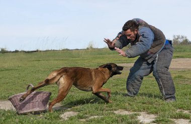 Genç Belçikalı çoban köpeği doğada güvenlik eğitimi alıyor.