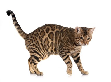 Bengal kedisi beyaz arka planda