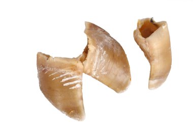 Beyaz arka plandaki köpek için tatlı