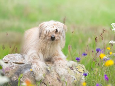 Doğanın önündeki Pyrenean Çoban Köpeği