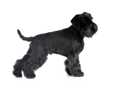 Beyaz arkaplan önünde siyah minyatür schnauzer