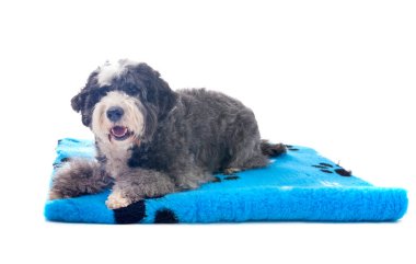 Beyaz arkaplanın önünde Barbado da Terceira