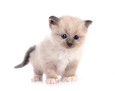 Beyaz arka planda kedi yavrusu
