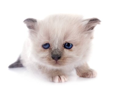 Beyaz arka planda kedi yavrusu