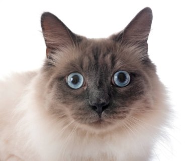 Beyaz arkaplan önünde Sibirya kedisi