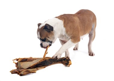 Beyaz arka plan önünde kıta bulldog