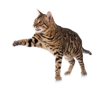 Bengal kedisi beyaz arka planda