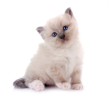 Beyaz arka planda kedi yavrusu