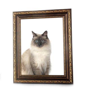 Beyaz arkaplan önünde beyaz Lagerstroemia