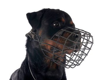 beyaz arkaplan önünde safkan rottweiler ve ağızlık