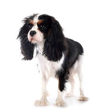 Beyaz arkaplan önünde süvari kral Charles