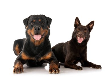 Avustralyalı Kelpie ve Rottweiler beyaz arkaplan önünde