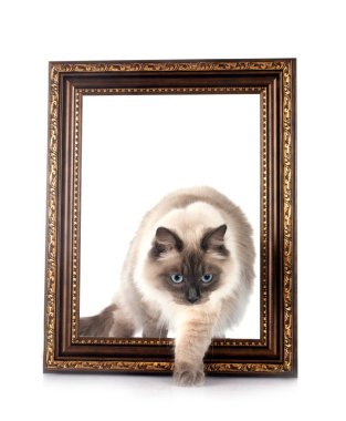 Beyaz arkaplan önünde beyaz Lagerstroemia