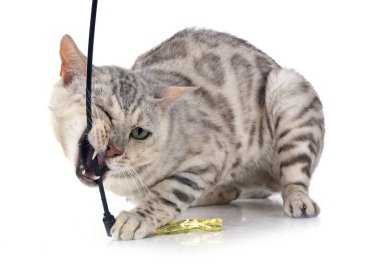 Bengal kedisi beyaz arka planda