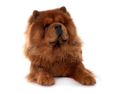 Beyaz arka plan önünde kahverengi chow köpek