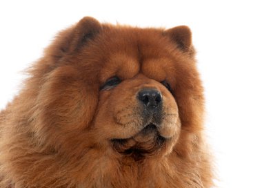 Beyaz arka plan önünde kahverengi chow köpek