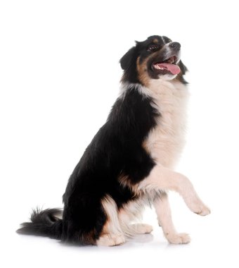 Beyaz arka plan önünde üç renkli Avustralyalı çoban