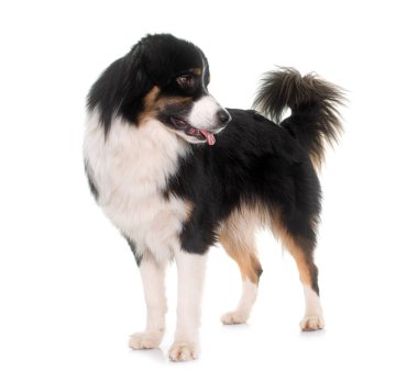 Beyaz arka plan önünde üç renkli Avustralyalı çoban