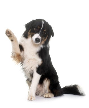 Beyaz arka plan önünde üç renkli Avustralyalı çoban