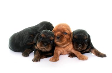 Yavru köpekler süvari kral Charles beyaz arkaplanın önünde