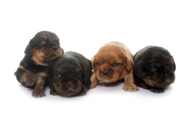Yavru köpekler süvari kral Charles beyaz arkaplanın önünde