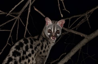 Siyah arkaplan önünde ortak genet