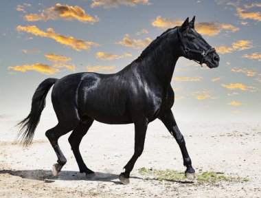 Doğada siyah bir aygır portresi