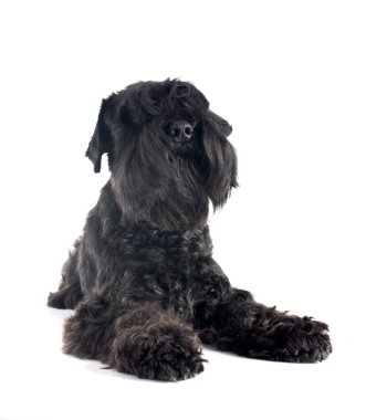 Beyaz arkaplan önünde siyah minyatür schnauzer