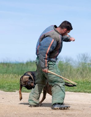 Genç Belçikalı çoban köpeği doğada güvenlik eğitimi alıyor.