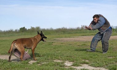 Genç Belçikalı çoban köpeği doğada güvenlik eğitimi alıyor.