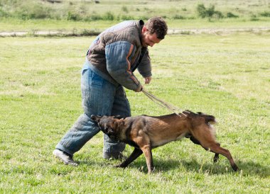 Genç Belçikalı çoban köpeği doğada güvenlik eğitimi alıyor.
