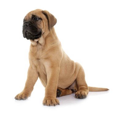 köpek bull mastiff beyaz arka plan önünde