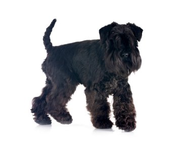 Beyaz arkaplan önünde siyah minyatür schnauzer