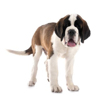 Yavru Saint Bernard beyaz arkaplanın önünde