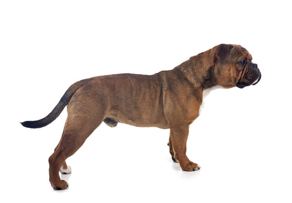 Континентальный бульдог на белом фоне
